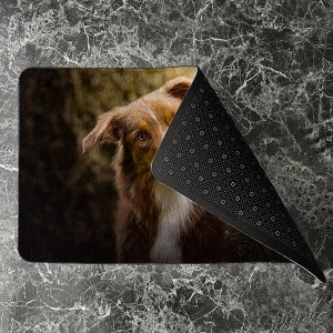 پادری حیوانات مدل سگ زیبا در چمن زار