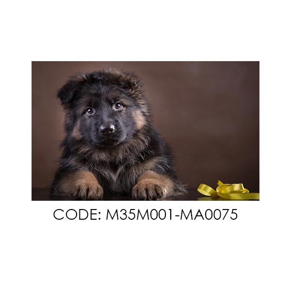 پادری حیوانات مدل نگاه زیبای یک سگ