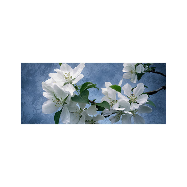 پادری طرح گل مدل شکوفه های زیبا