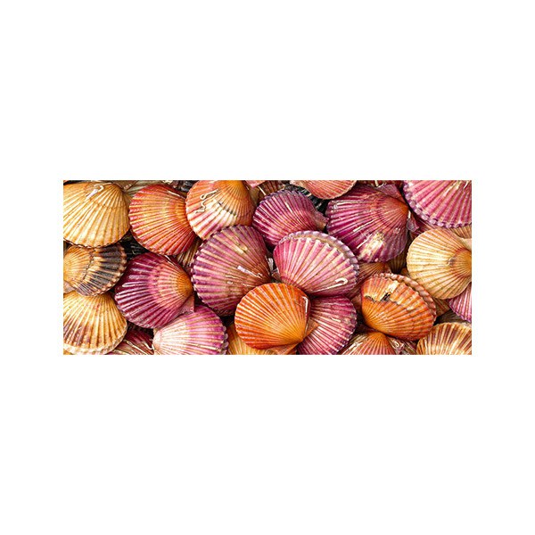 پادری مدرن و کلاسیک مدل صدف