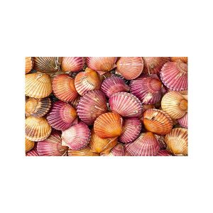 پادری مدرن و کلاسیک مدل صدف