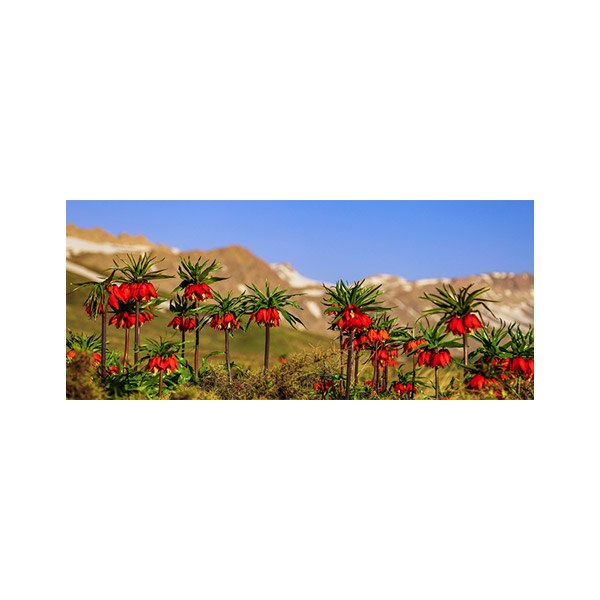 پادری طرح گل مدل دشت لاله های واژگون MF0140