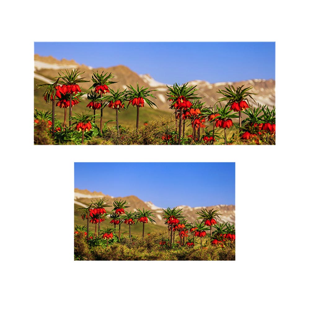 پادری طرح گل مدل دشت لاله های واژگون MF0140