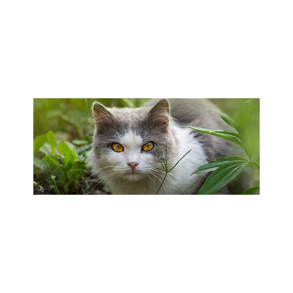 پادری حیوانات مدل کمین گربه در سبزه زار