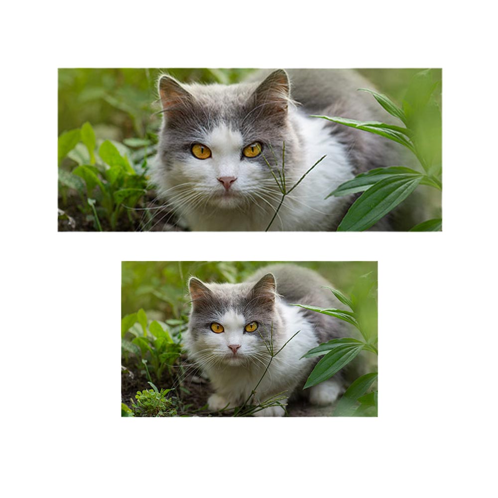 پادری حیوانات مدل کمین گربه در سبزه زار