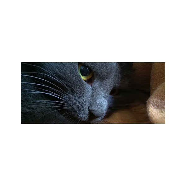 پادری حیوانات مدل نگاه زیبای گربه