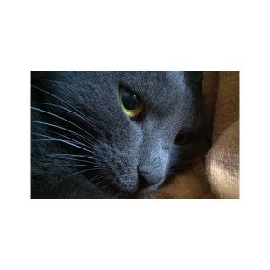 پادری حیوانات مدل نگاه زیبای گربه