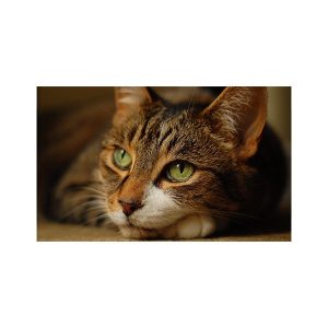 پادری حیوانات مدل آرامش یک گربه