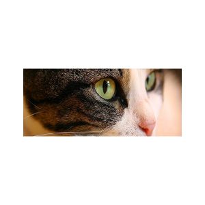 پادری حیوانات مدل نگاه زیبای گربهMA0013