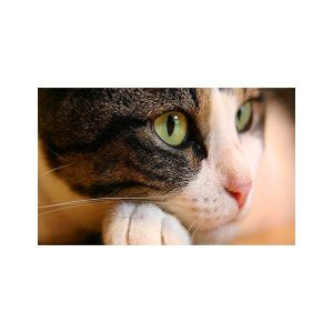 پادری حیوانات مدل نگاه زیبای گربه