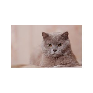 پادری حیوانات مدل ابهت یک گربه