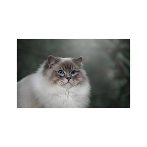 پادری حیوانات مدل گربه پف دار