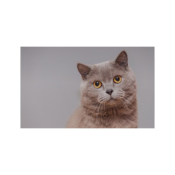 پادری حیوانات مدل گربه متعجب