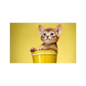 پادری حیوانات مدل گربه با نمک در سطل