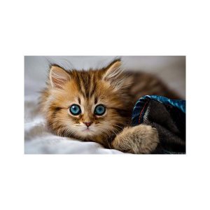 پادری حیوانات مدل گربه با نمک