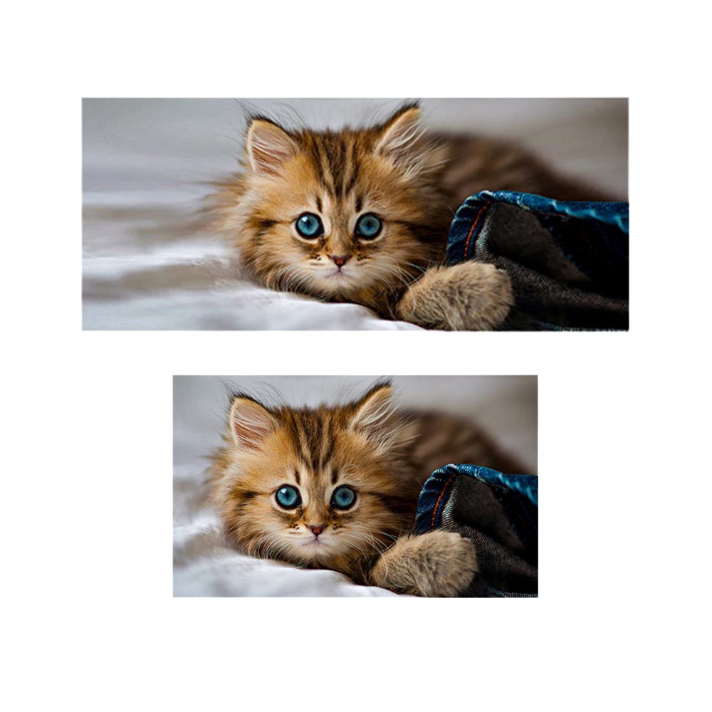 پادری حیوانات مدل گربه با نمک