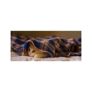 پادری حیوانات مدل گربه زیر پتوMA0021