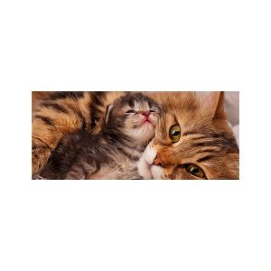 پادری حیوانات مدل آغوش و محبت گربه ها MA0023