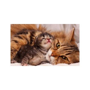 پادری حیوانات مدل آغوش و محبت گربه ها