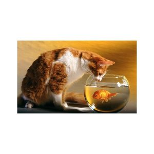 پادری حیوانات مدل گربه و تنگ ماهی