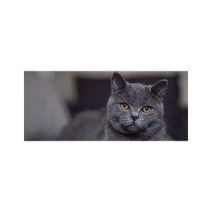 پادری حیوانات مدل گربه خاکستری MA0026