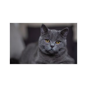 پادری حیوانات مدل گربه خاکستری