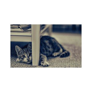 پادری حیوانات مدل گربه زیر میز