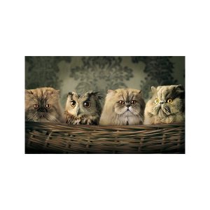 پادری حیوانات مدل گربه ها و جغد