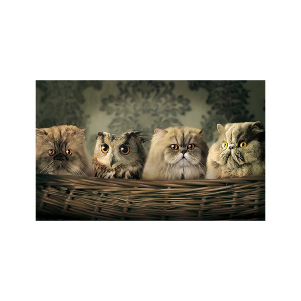 پادری حیوانات مدل گربه ها و جغد