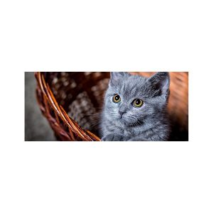 پادری حیوانات مدل نگاه معصوم یک گربهMA0030