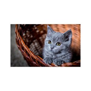 پادری حیوانات مدل نگاه معصوم یک گربه