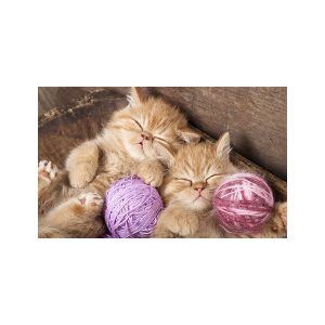 پادری حیوانات مدل خواب نازنین دو گربه