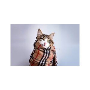 پادری حیوانات مدل گربه پتو پیچ