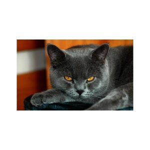 پادری حیوانات مدل گربه و دیگر هیچ