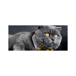 پادری حیوانات مدل گربه پاپیون دار MA0037