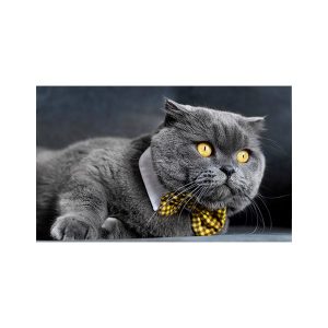 پادری حیوانات مدل گربه پاپیون دار