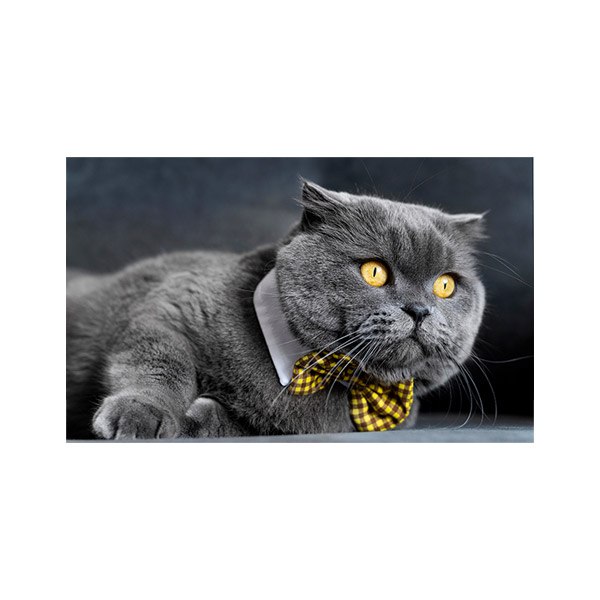 پادری حیوانات مدل گربه پاپیون دار