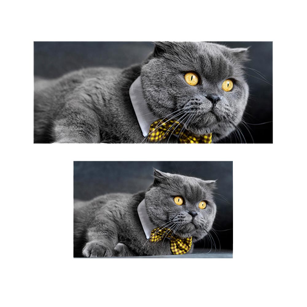 پادری حیوانات مدل گربه پاپیون دار