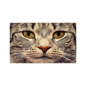 پادری حیوانات مدل گربه چهره نزدیک