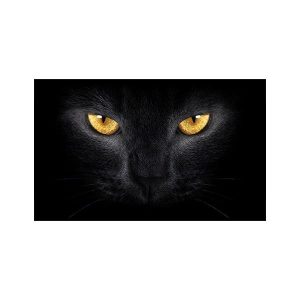 پادری حیوانات مدل گربه و چشمان براق