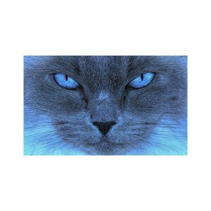 پادری حیوانات مدل تمام رخ آبی گربه