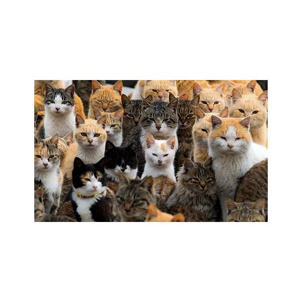 پادری حیوانات مدل گروه گربه ها