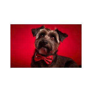 پادری حیوانات مدل سگ با پاپیون قرمز