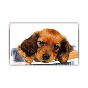 پادری حیوانات مدل سگ ناز گوش دراز