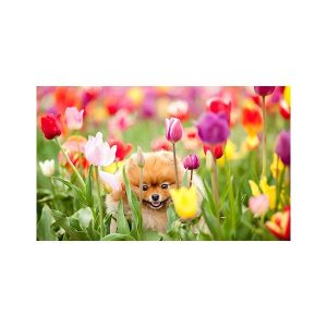 پادری حیوانات مدل سگ با مزه در میان گل ها