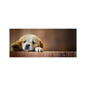 پادری حیوانات مدل معصومیت یک سگMA0063