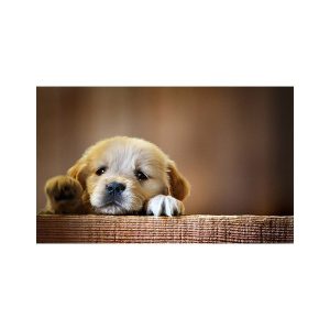 پادری حیوانات مدل معصومیت یک سگ