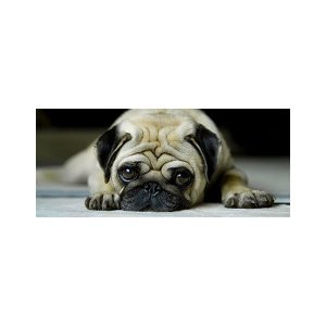 پادری حیوانات مدل سگ با نمک چروک MA0064