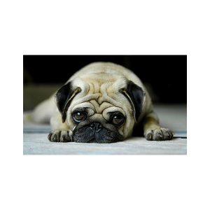 پادری حیوانات مدل سگ با نمک چروک