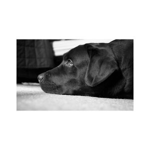 پادری حیوانات مدل سگ مشکی زیبا